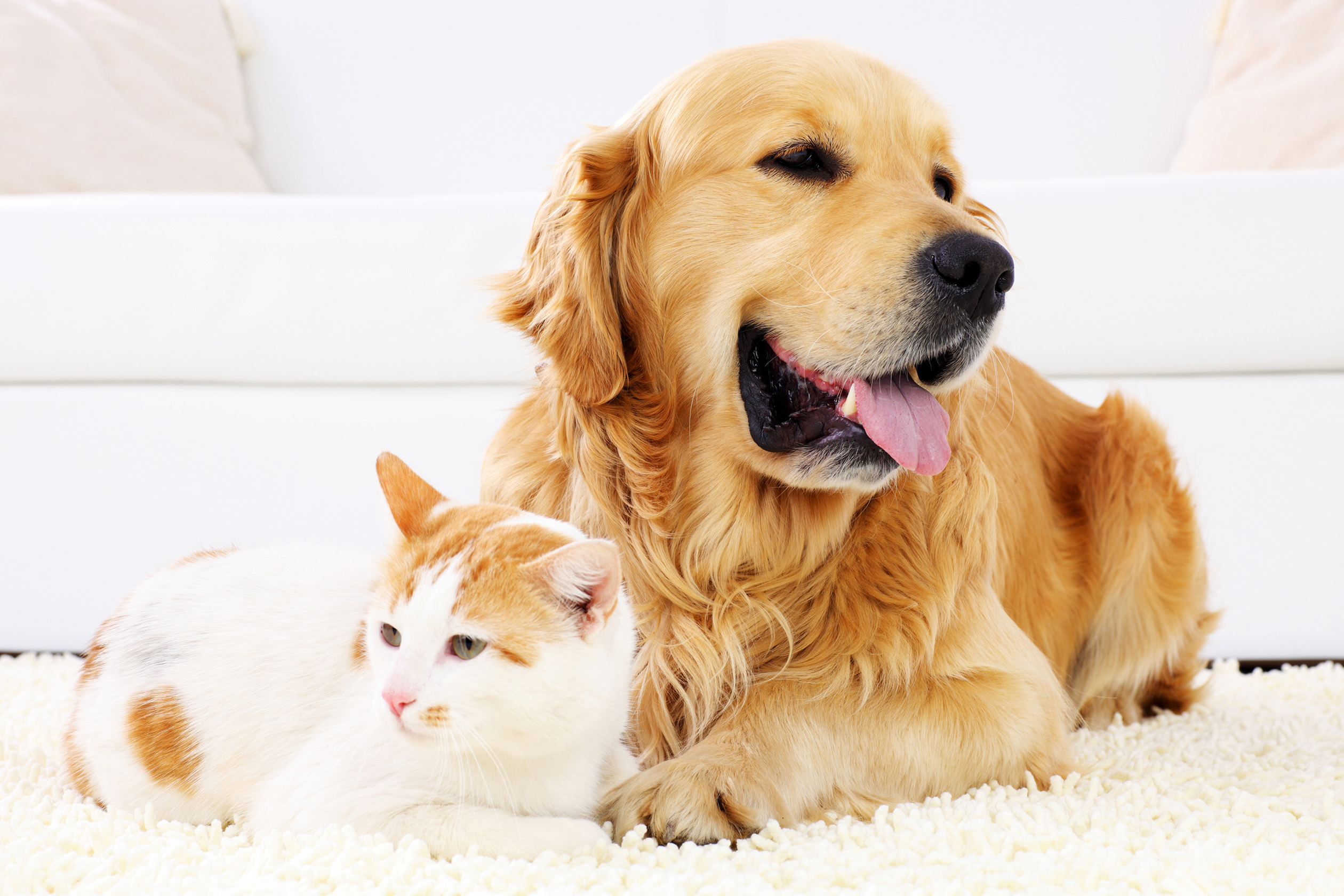Golden Retriever and cat sitting together