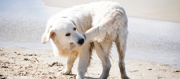 A Golden Retriever chases his tail on the beach.