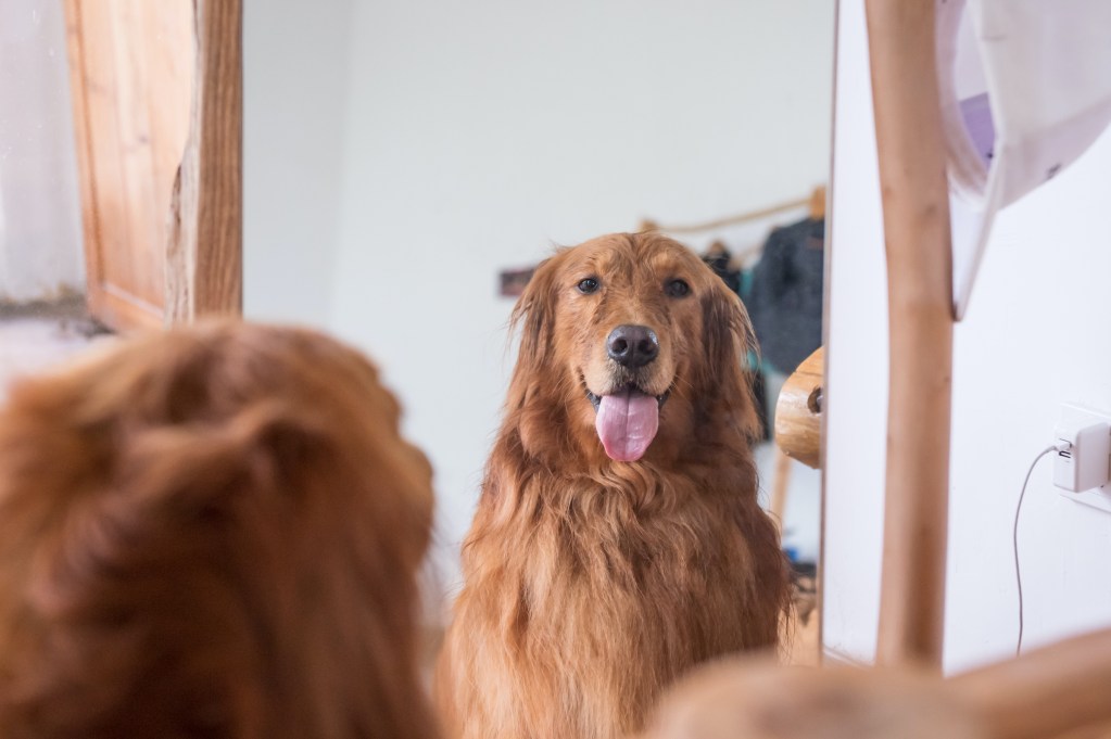 What to Know About Dogs And Their Reflections in Mirrors | PawTracks