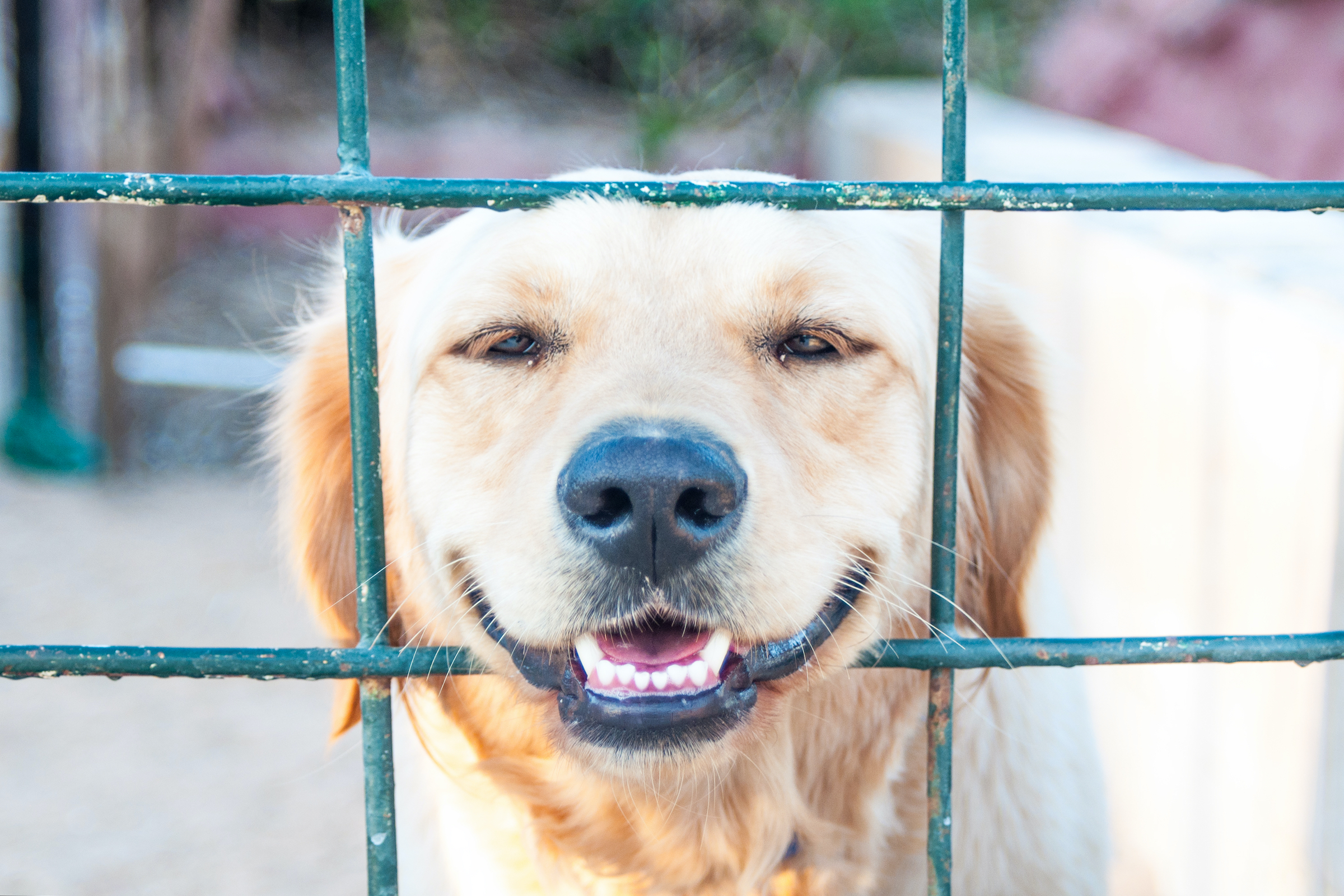 Close up of Labrador dog looking out of a barrier fence