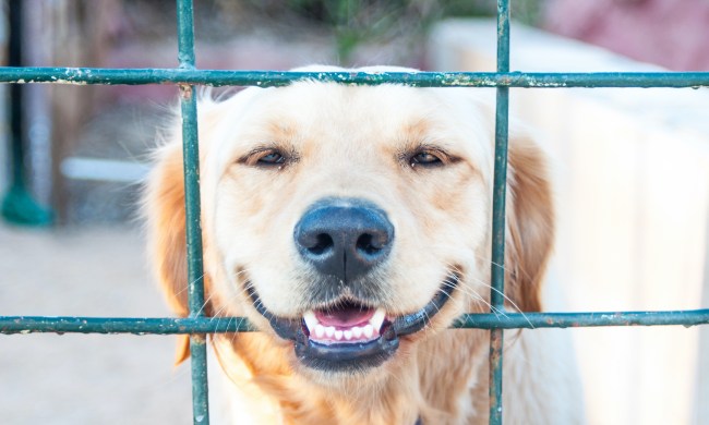 Close-up of Labrador dog looking out of a barrier fence