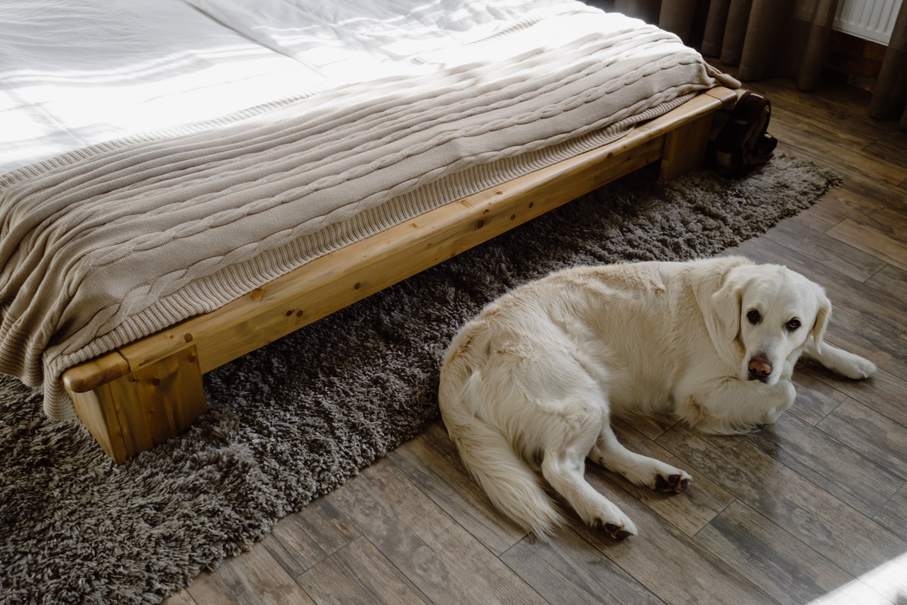 A Golden Retriever lying on the floor near a bed.