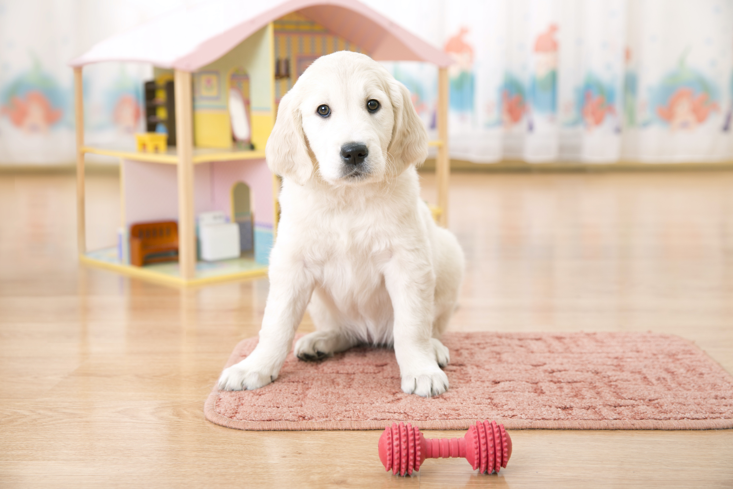 A Golden Retriever puppy sits on the floor of a kid's room