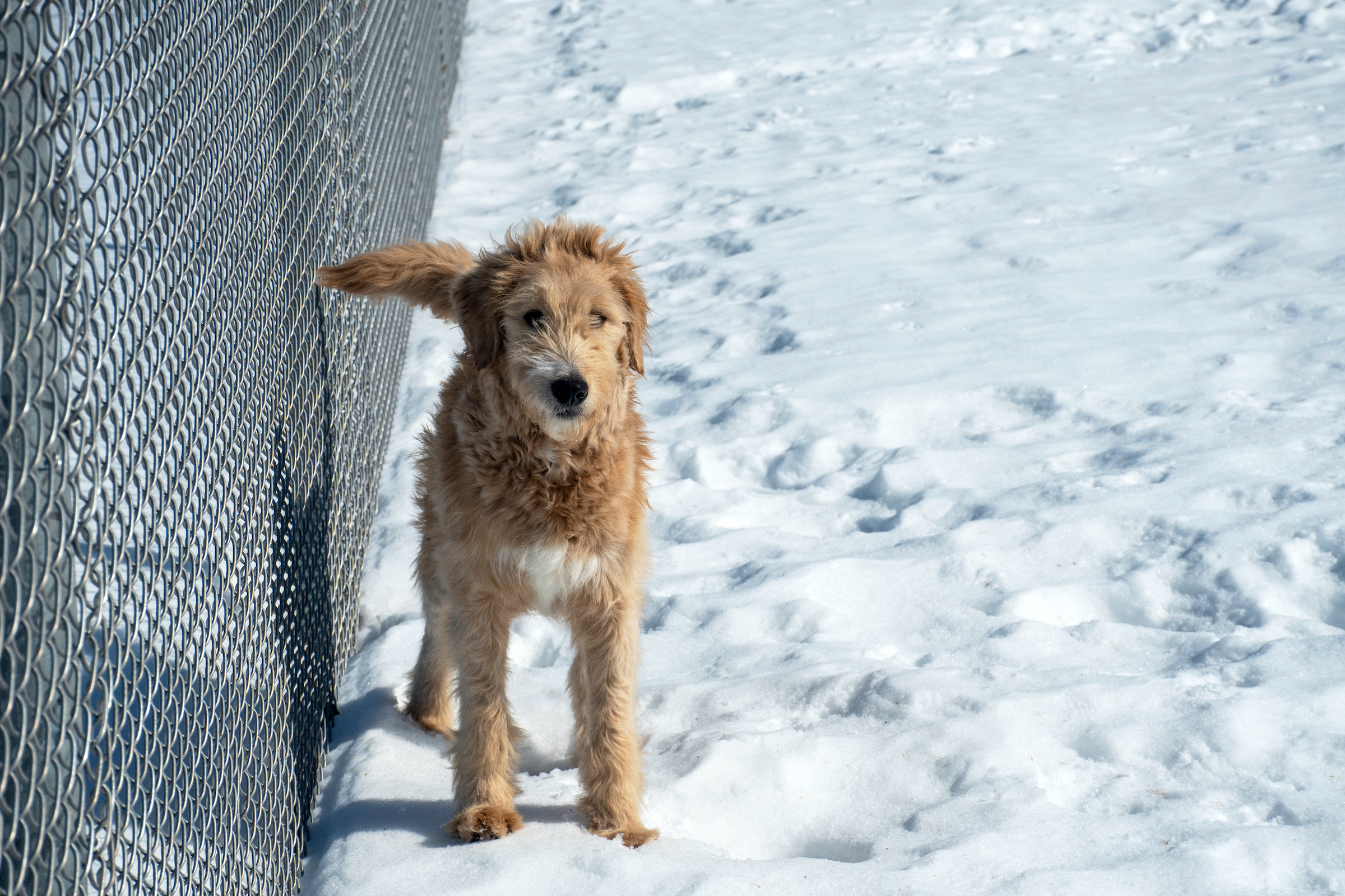 Goldendoodle puppy standing in the snow in a backyard by a chain-link fence