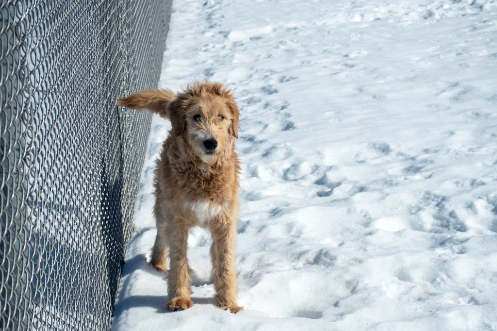 Goldendoodle puppy standing in the snow in a backyard by a chain-link fence