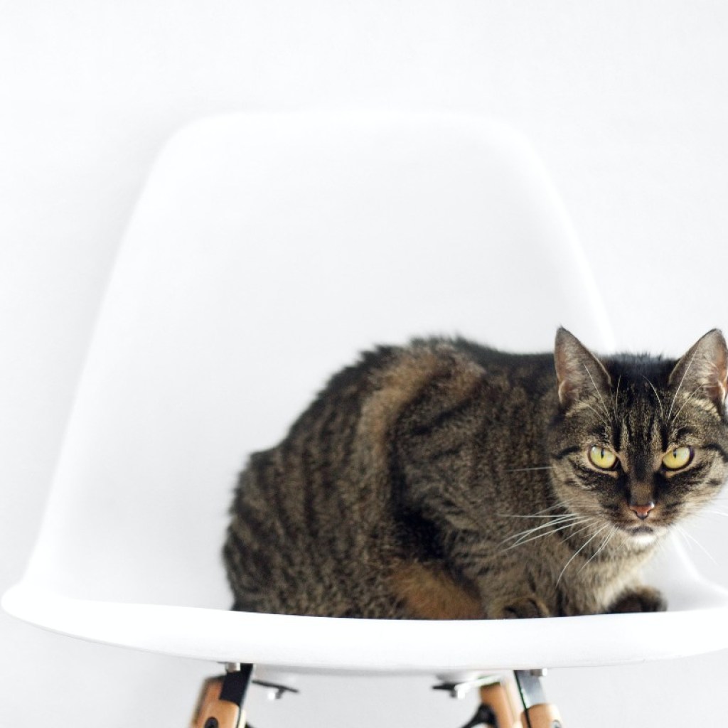 gray cat white chair