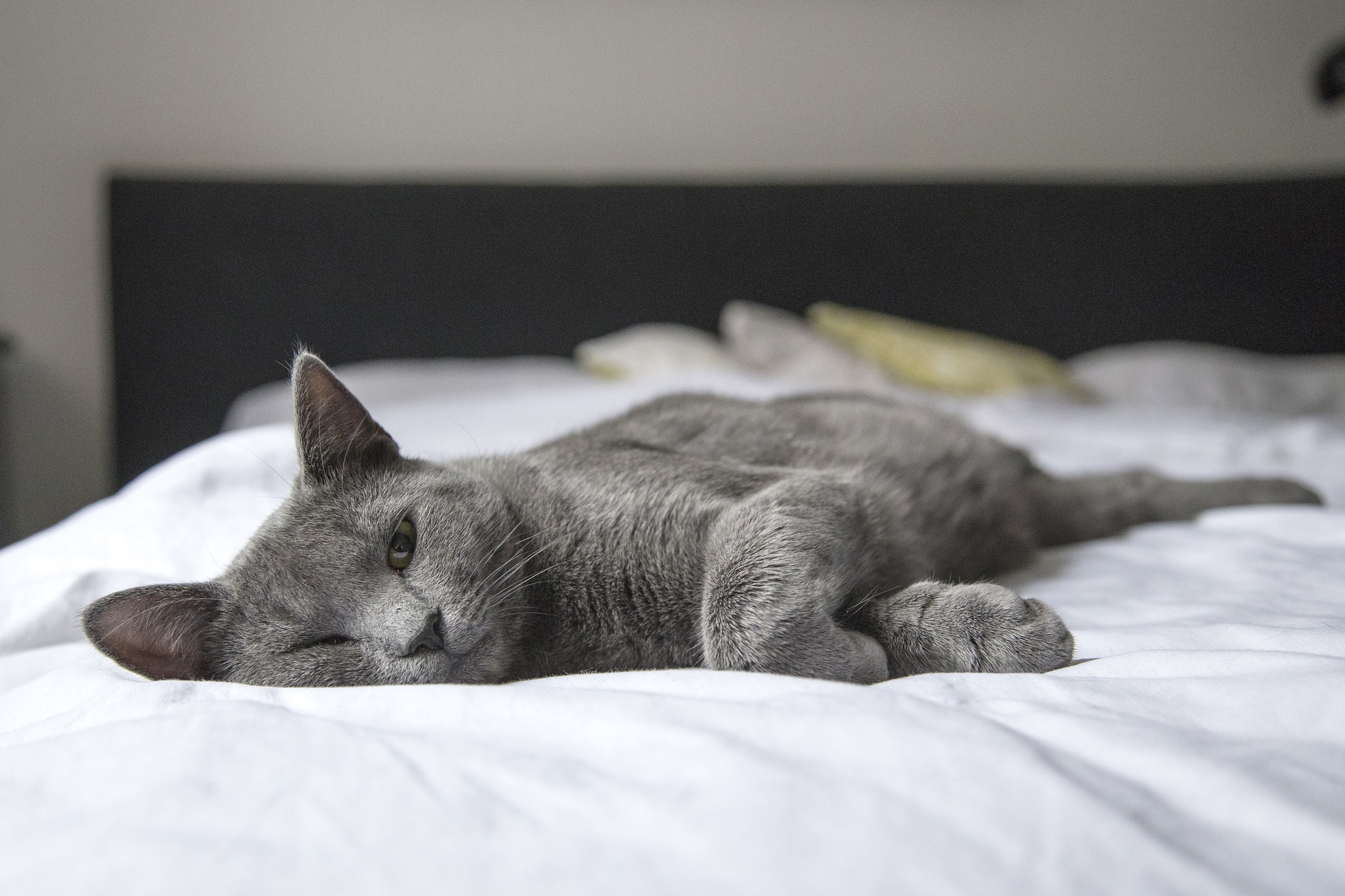 Grey cat lying on a bed with a white comforter