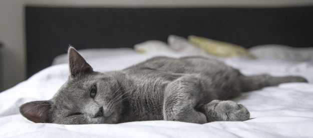 Gray cat lying on a bed with a white comforter