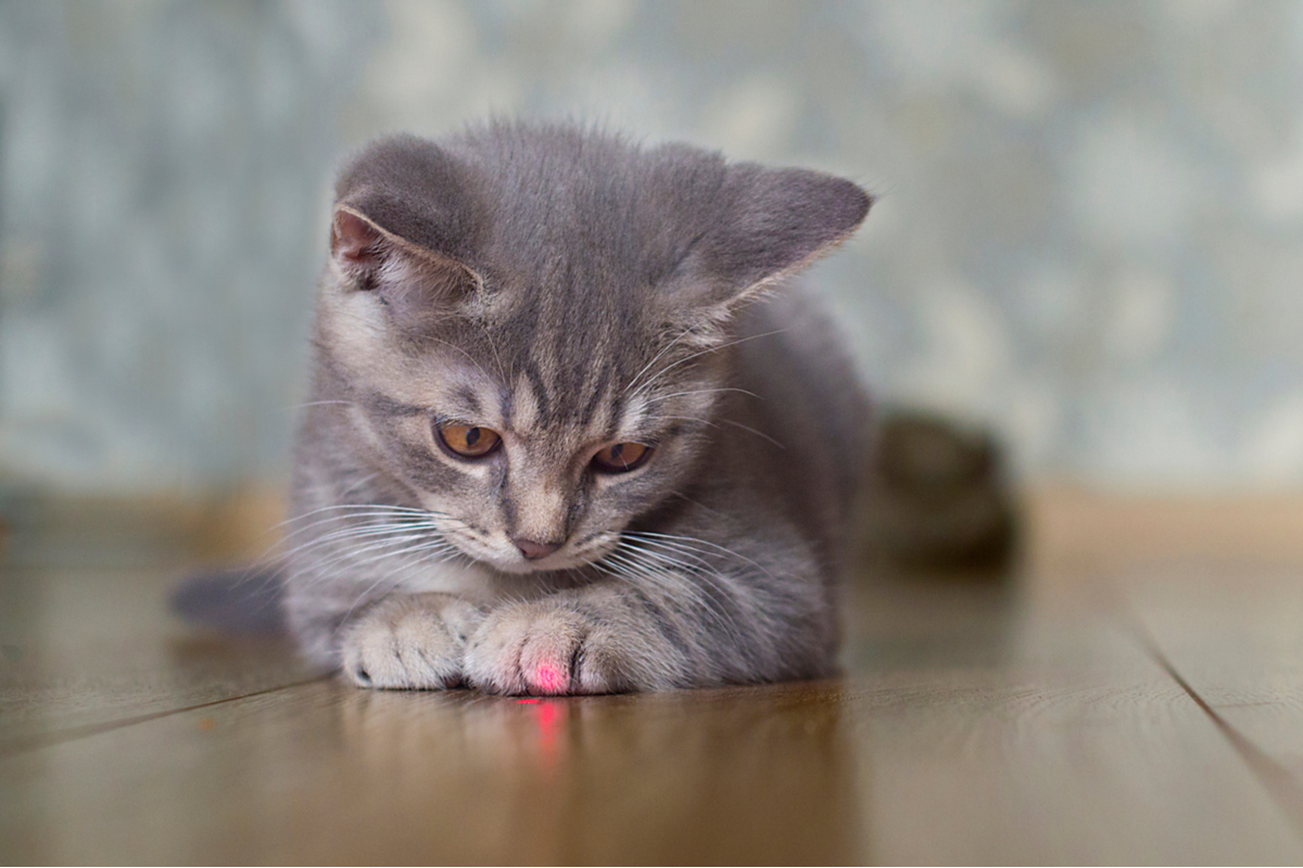 Gray cat looking at a red laser on its paw
