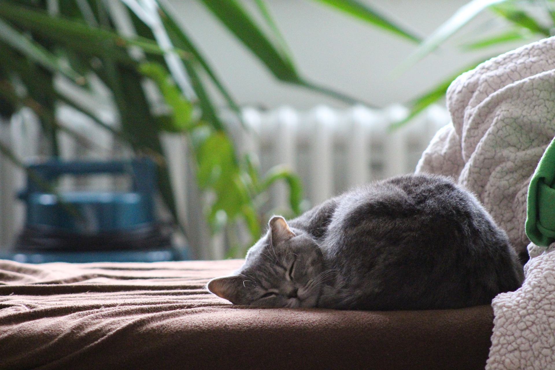 Grey cat sleeping on a couch in front of a radiator