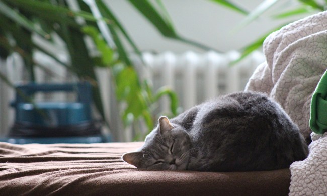 Grey cat sleeping on a couch in front of a radiator
