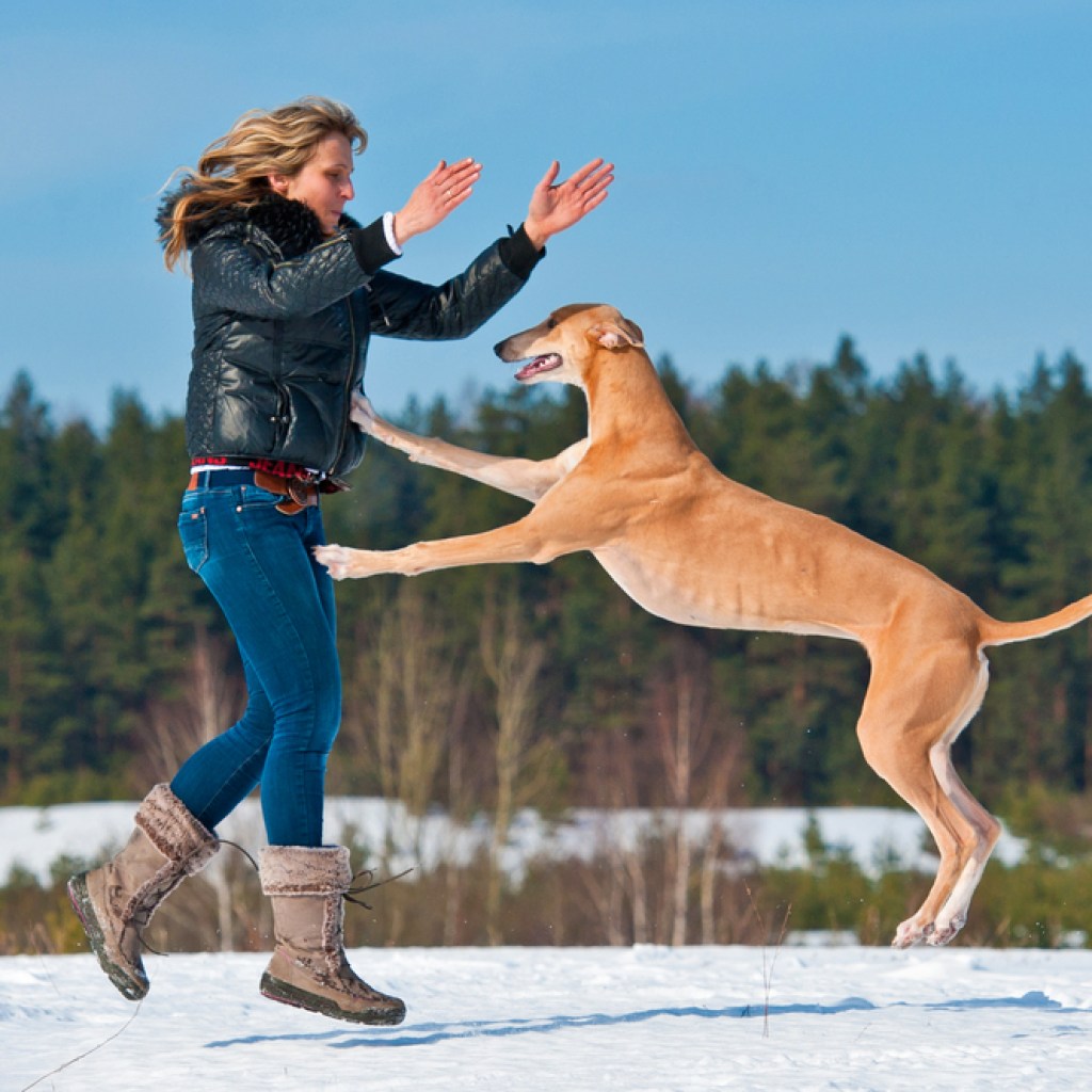 A Greyhound jumping on a woman in the snow.
