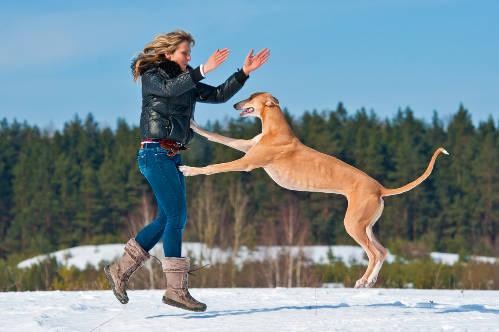 A Greyhound jumping on a woman in the snow.
