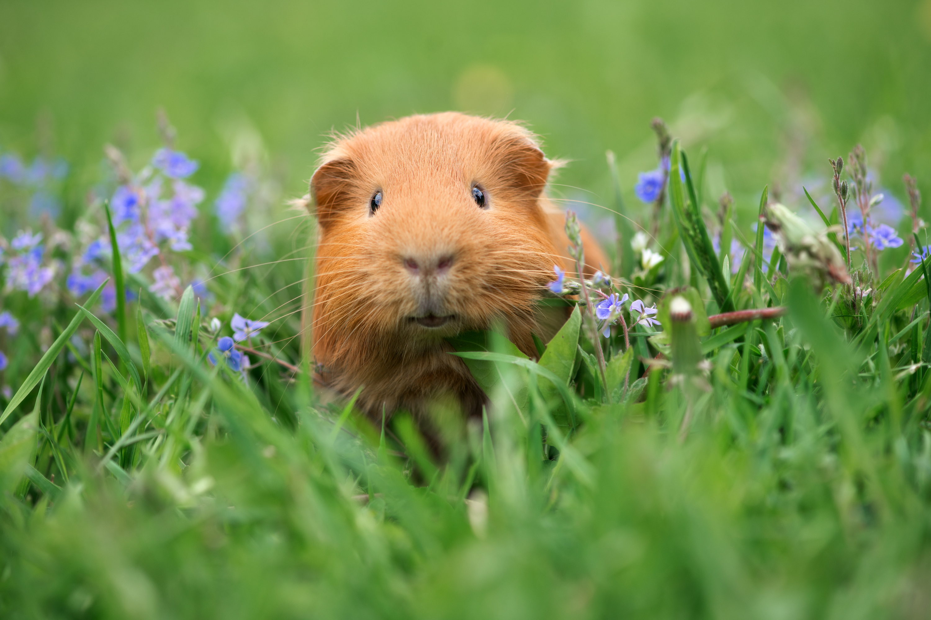 When do guinea pigs stop growing 1 These Are The 8 Things You Should Know About Guinea Pigs | PawTracks