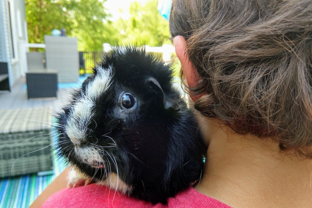 Miela jūrų kiaulytė joja ant savininko peties