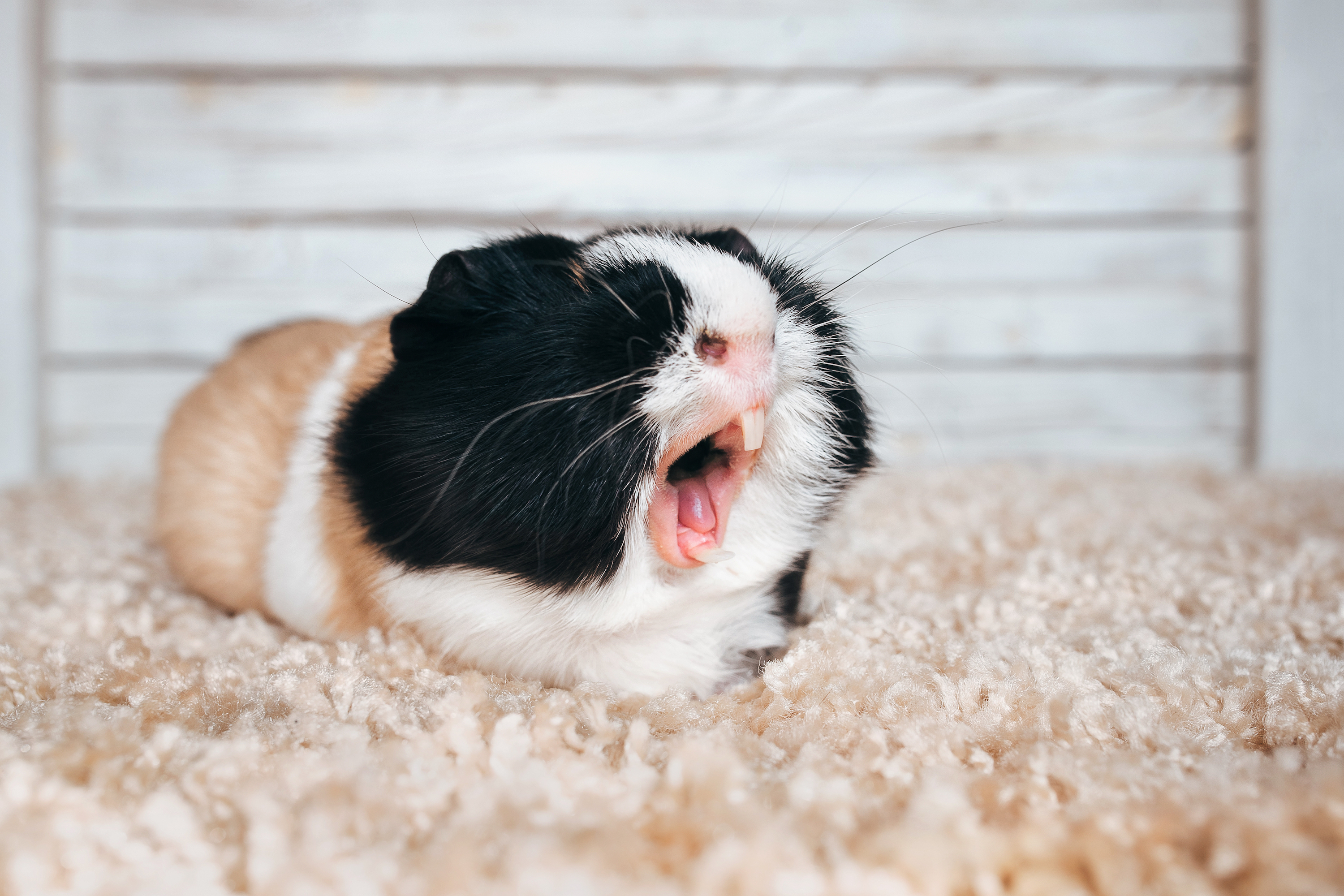 Guinea pig bares her teeth