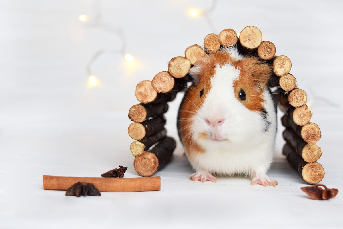 Guinea pig plays with a toy