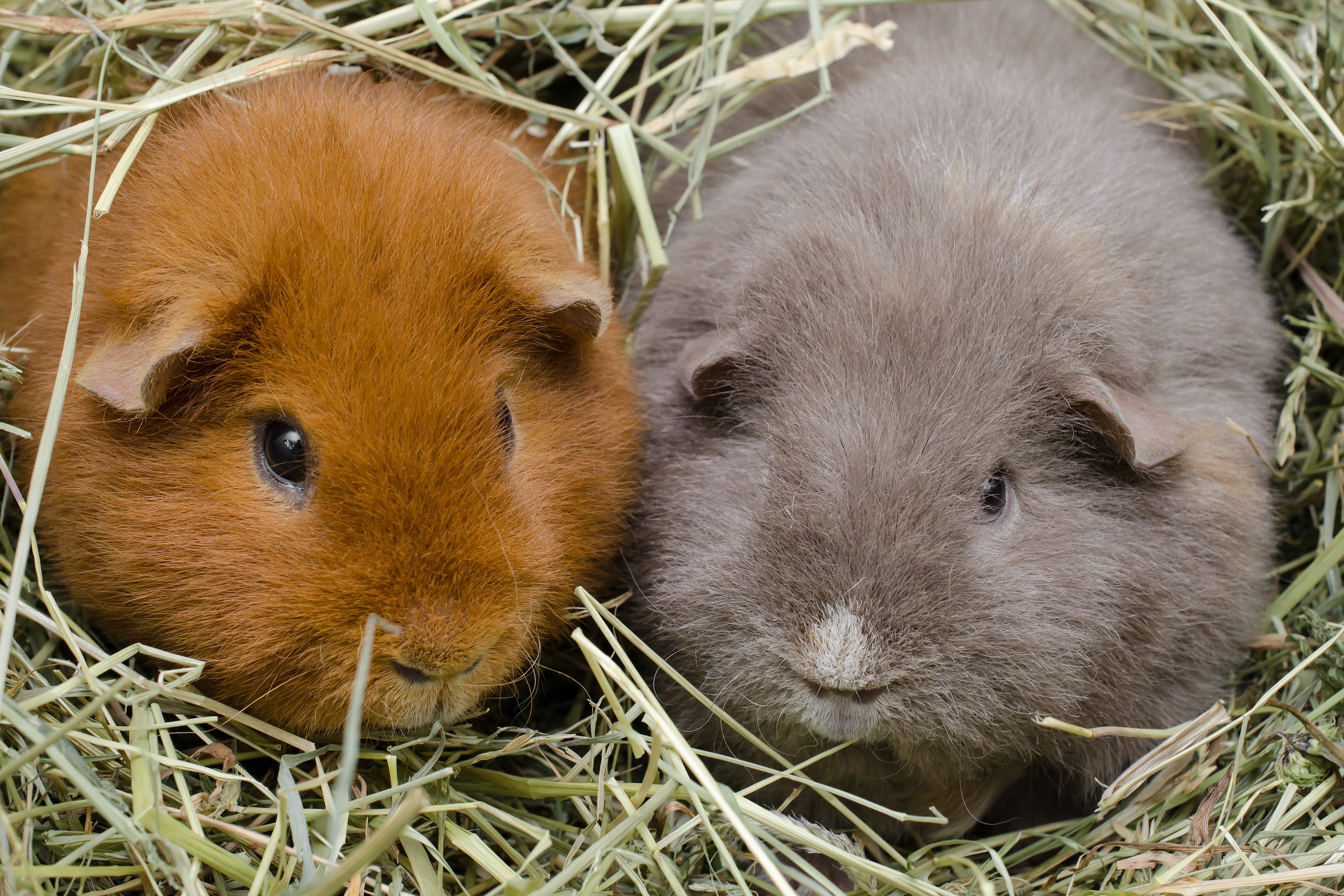 Guinea pigs sit together in their hay