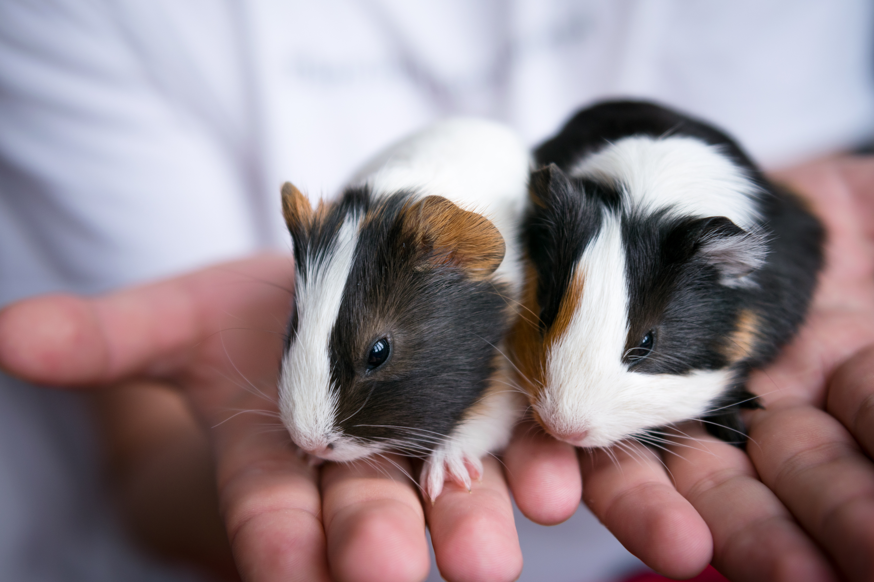 Two guinea pigs sit in their owners hand