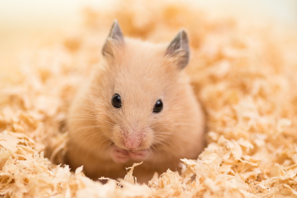 Golden hamster eats a seed while sitting in his bedding