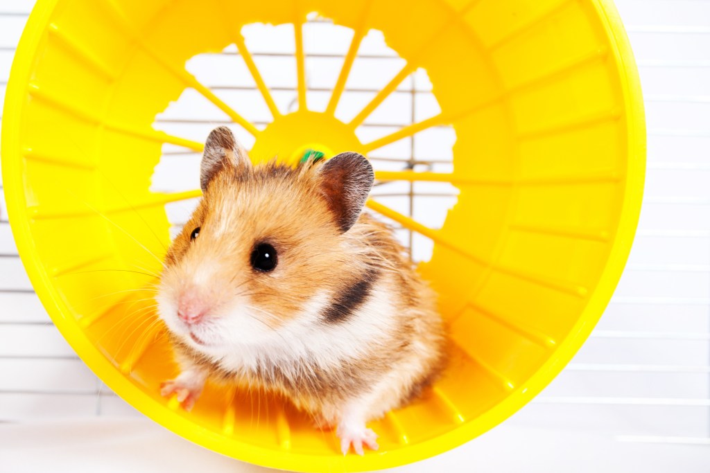 Hamster peeks out of a yellow wheel in his cage