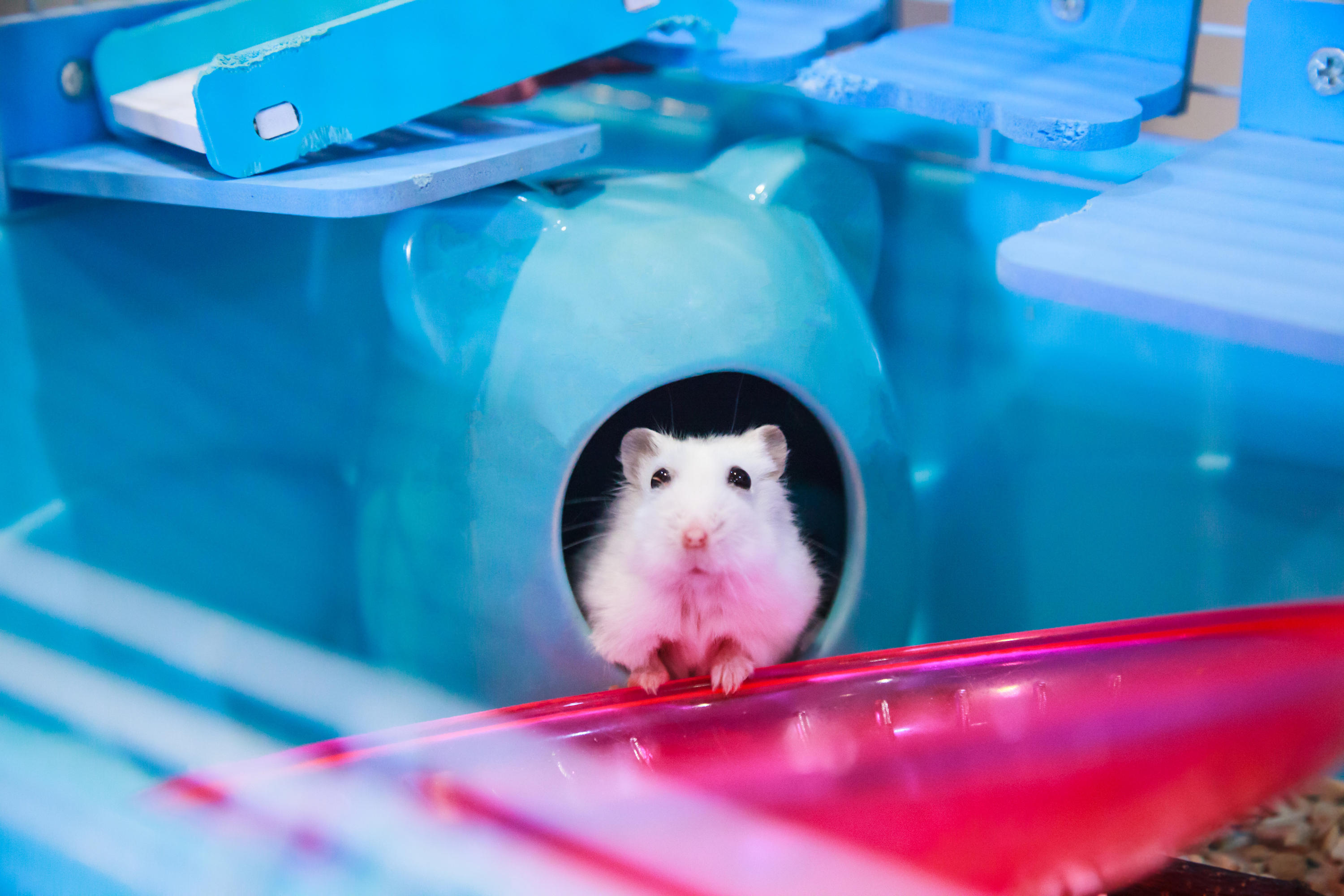 White hamster peeks out of his enclosure