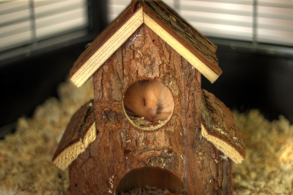 Hamster sleeps in a small wooden house in his cage