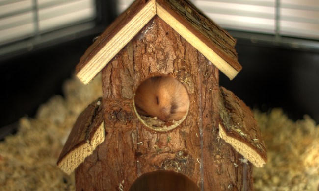 Hamster sleeps in a small wooden house in his cage