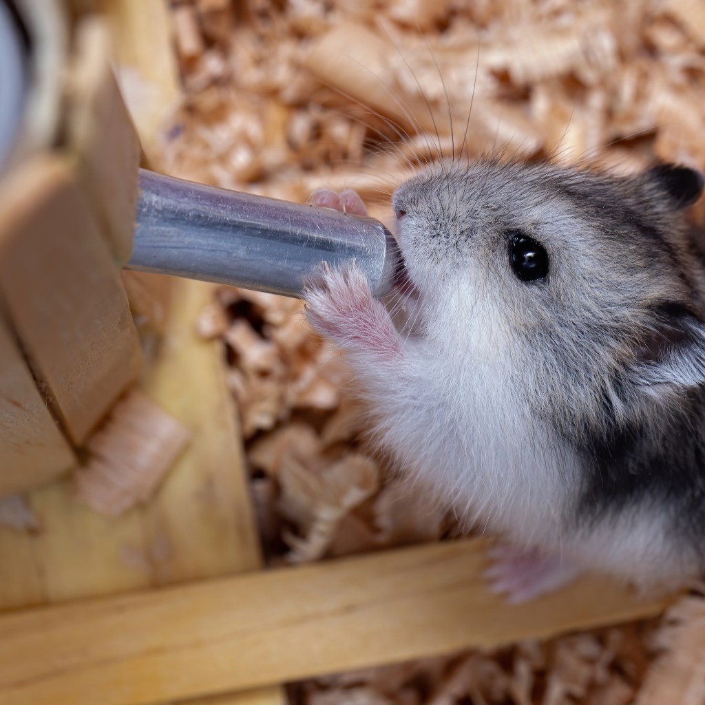 Hamster drinks out of his water bottle