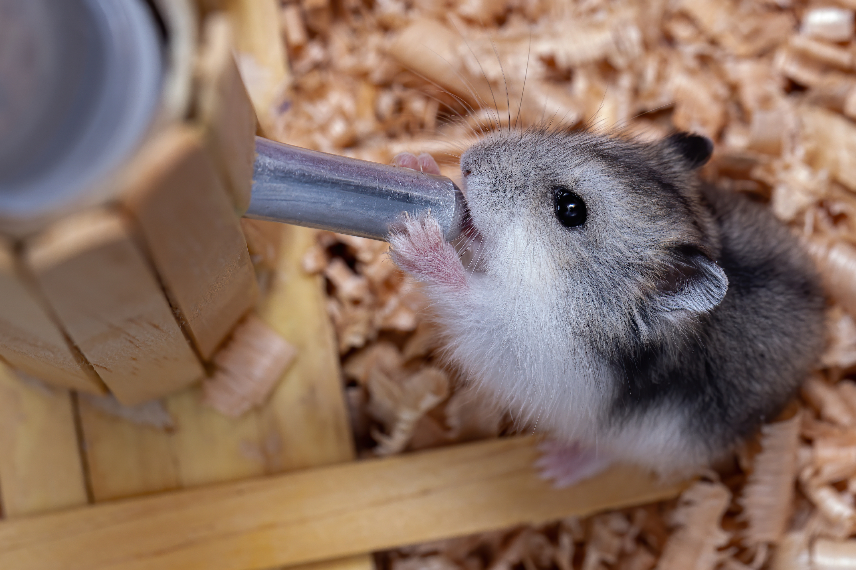 Hamster drinks out of his water bottle