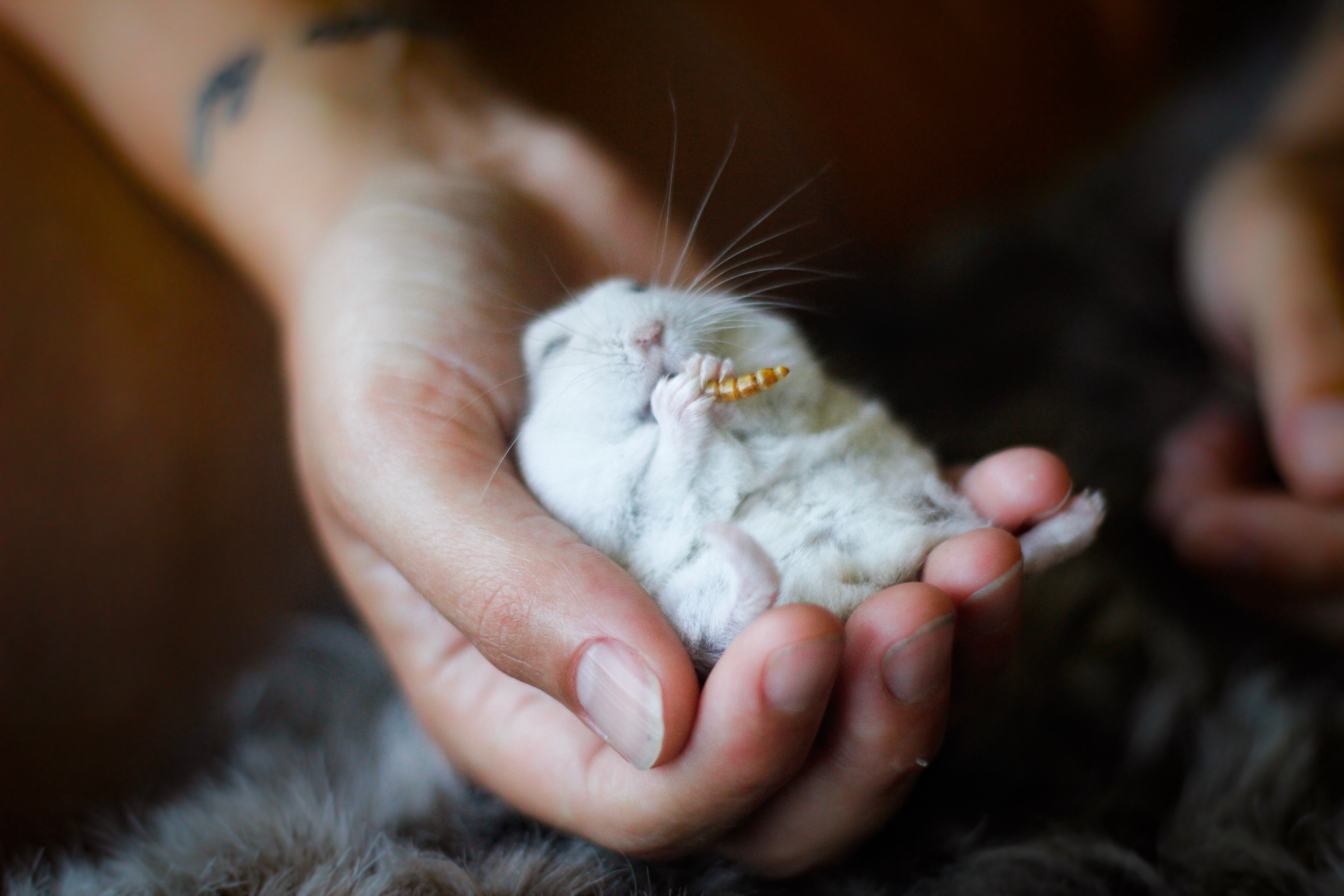 Hamster peacefully eats a worm while being held in hand