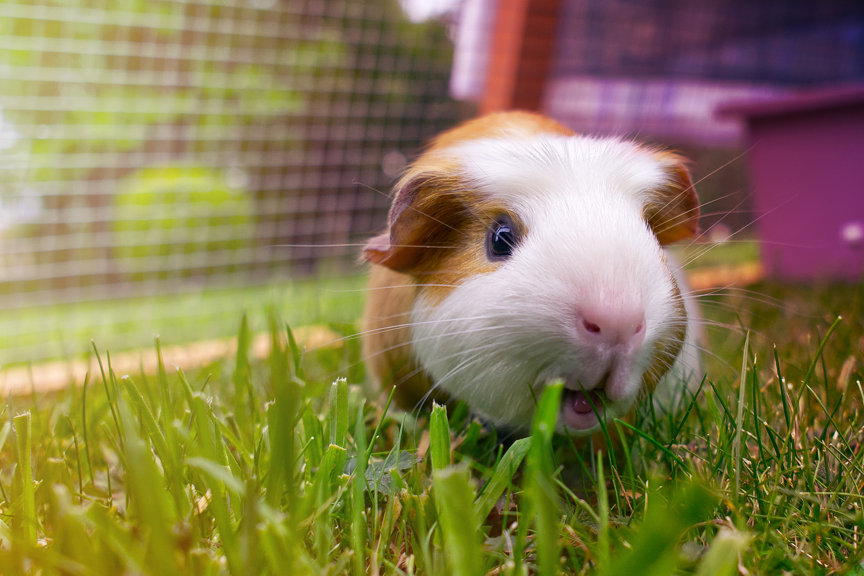 A happy guinea pig hangs out in the grass