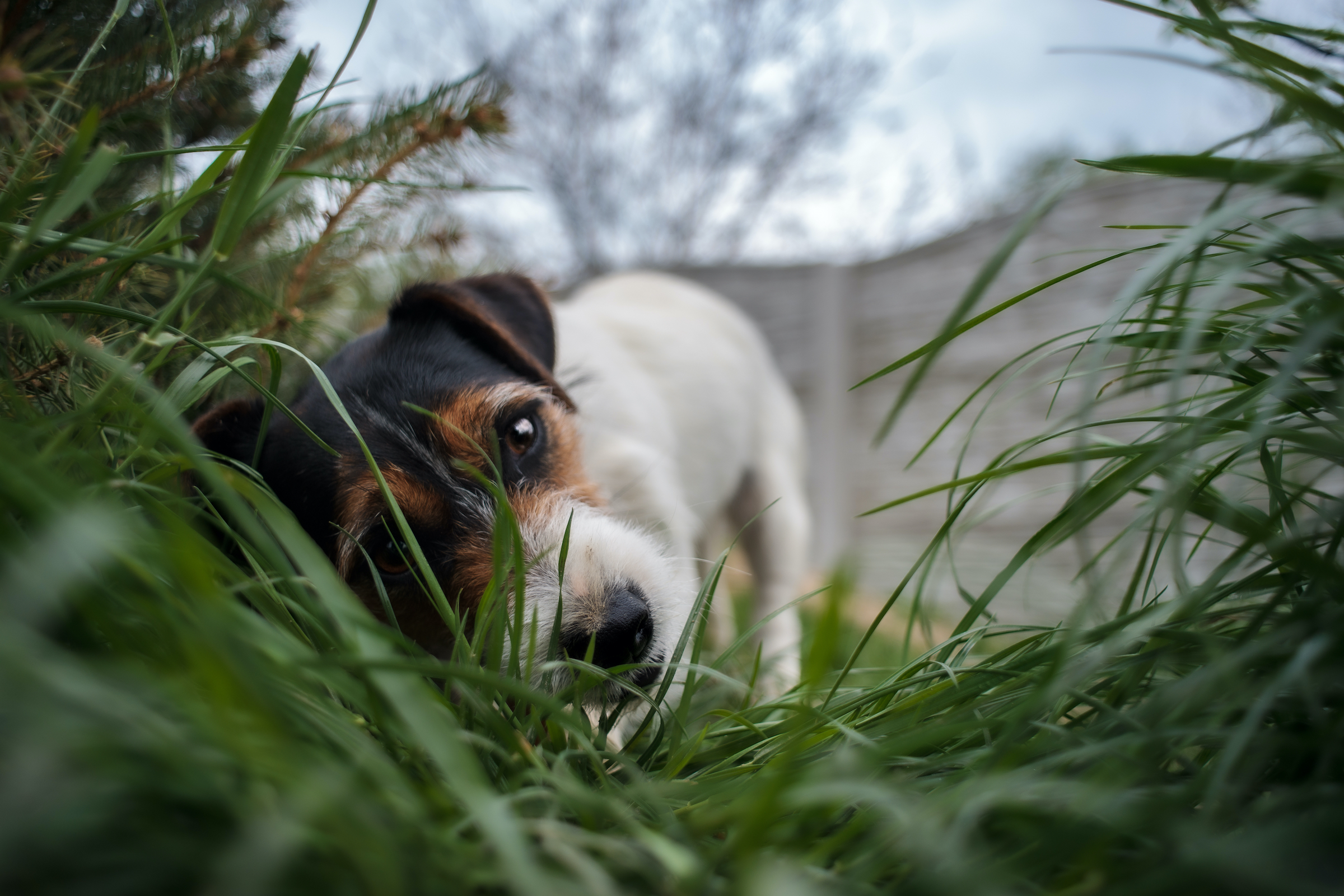 A Jack Russell Terrier dog eats something in the grass of a park