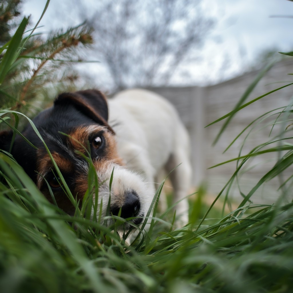A Jack Russell Terrier dog eats something in the grass of a park