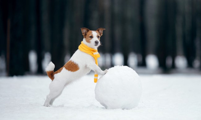 A Jack Russell terrier wearing a yellow scarf plays with a giant snowball