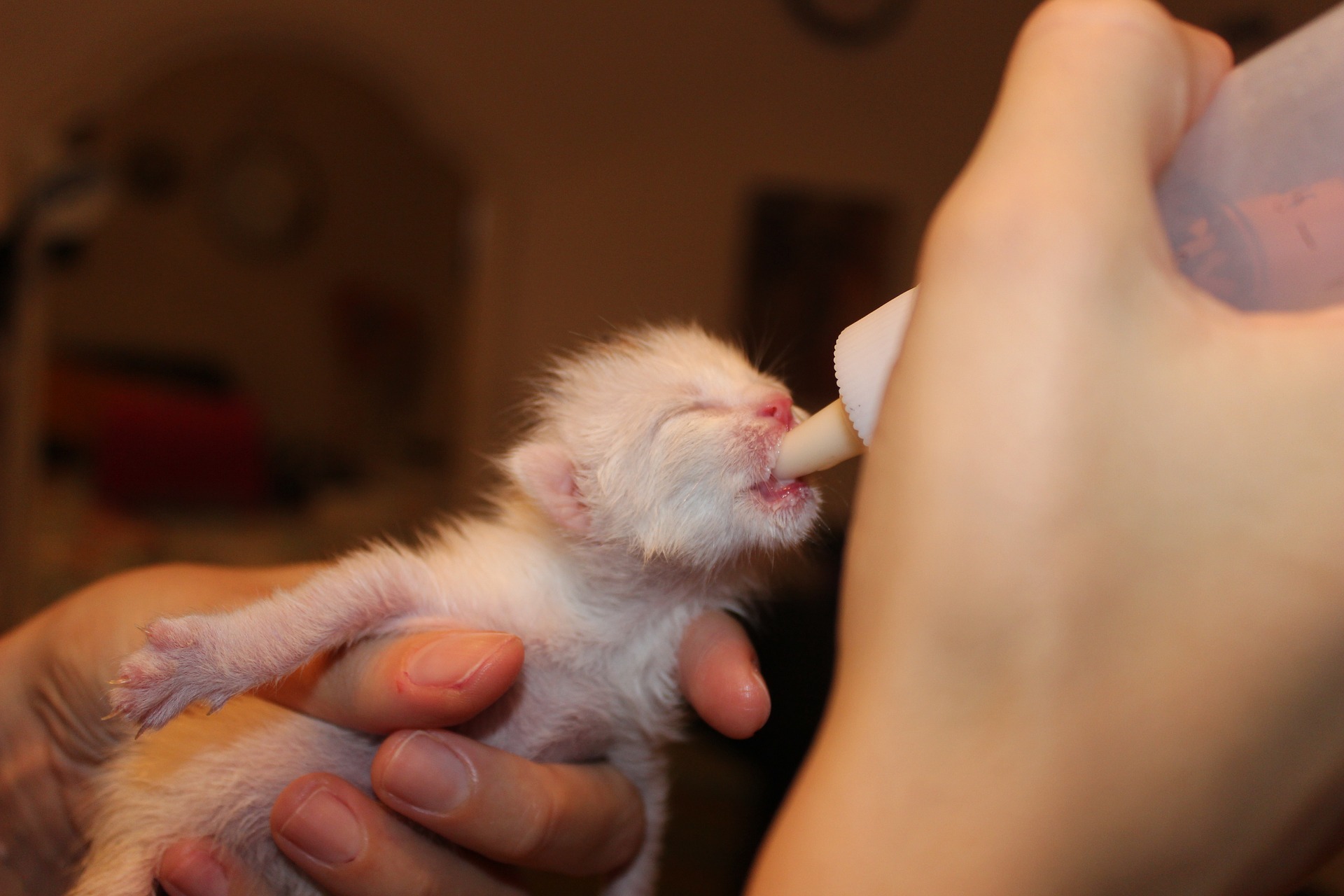 White kitten being hand fed milk from a bottle