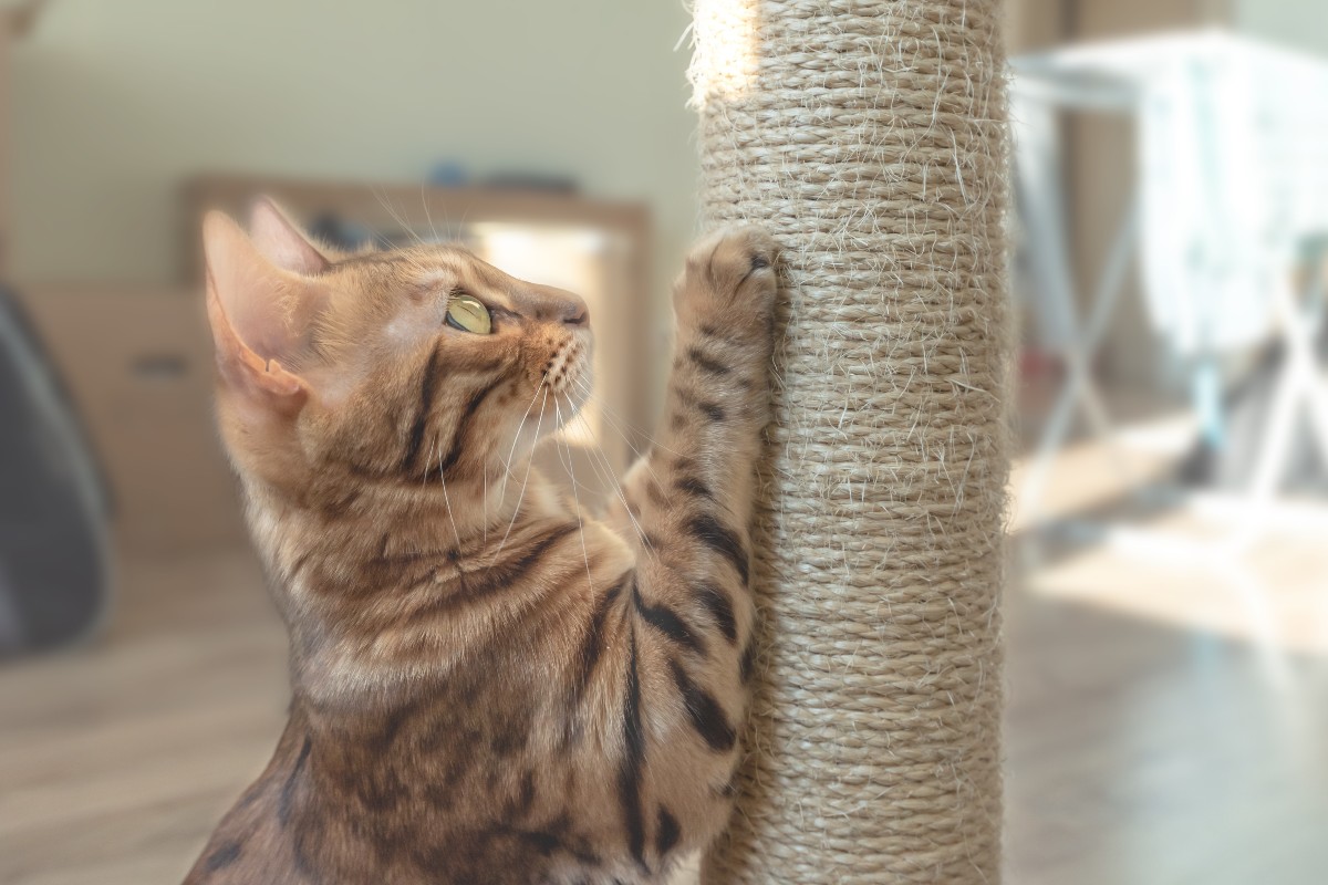 a kitten scratching a scratch post