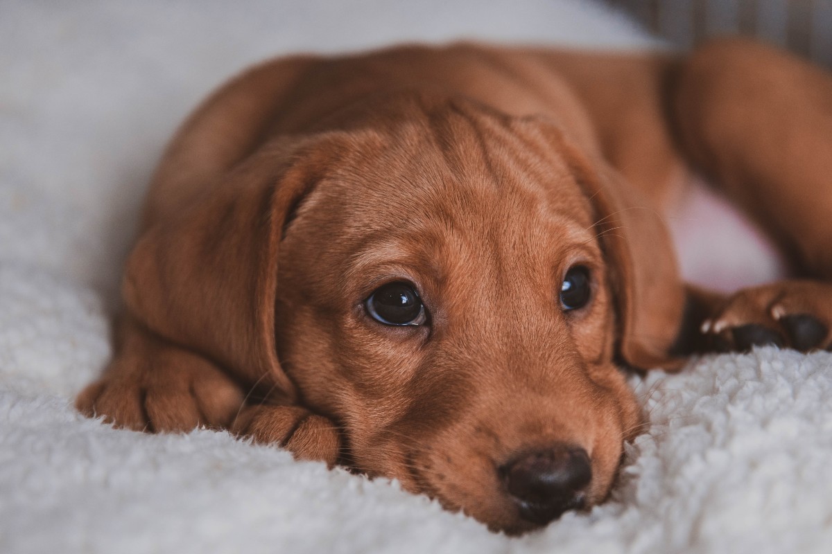 Lab puppy on a bed