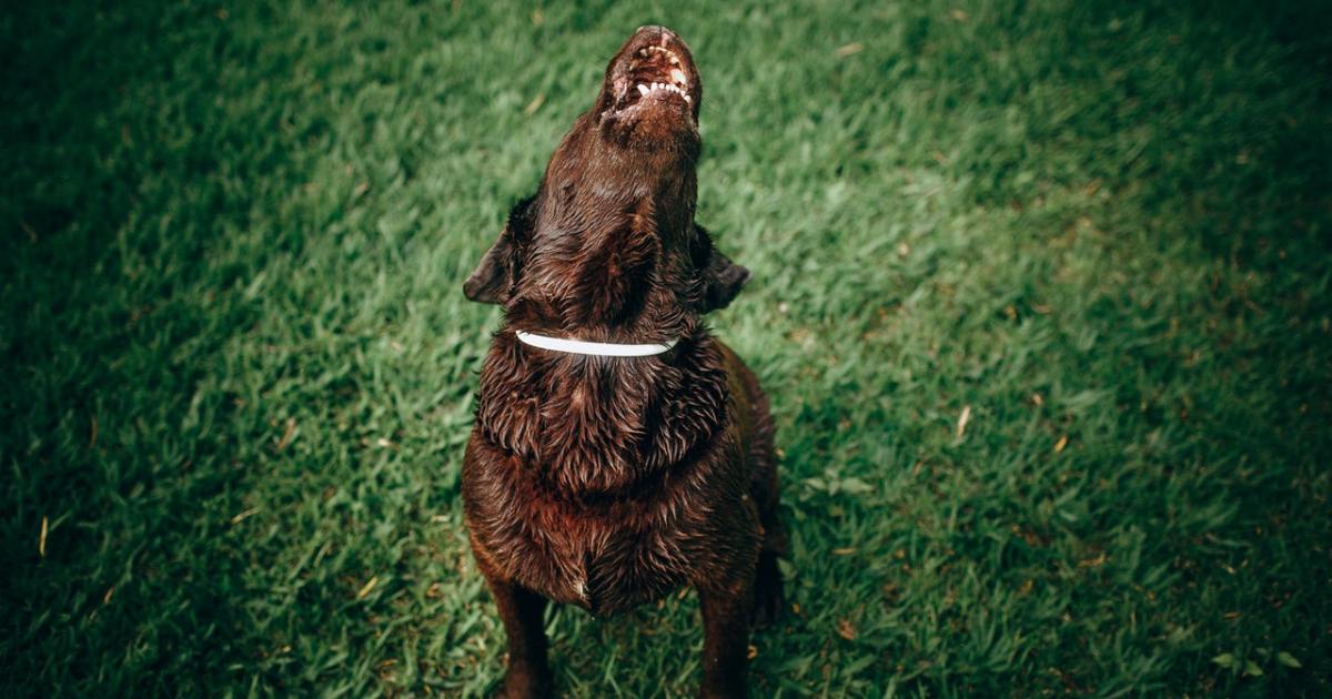 Viral Video 'Howling' Puppy Will Capture Your Heart PawTracks