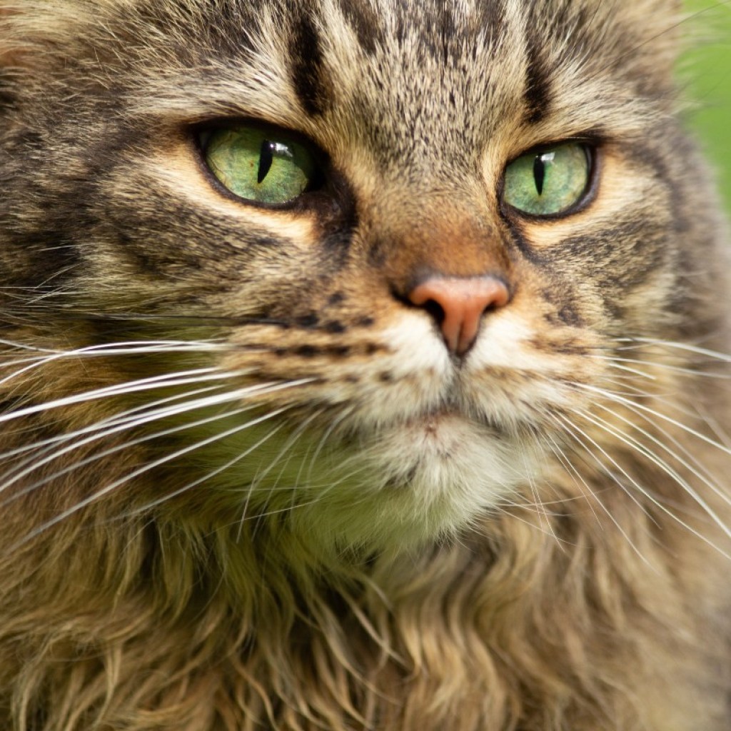 maine coon green background