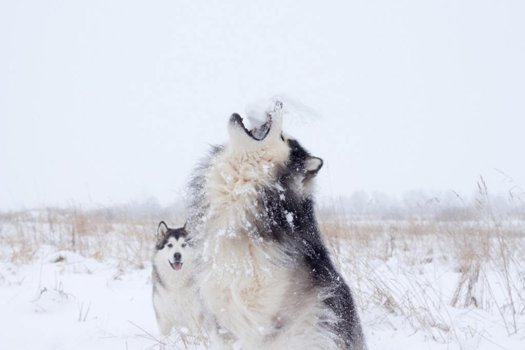 A Malamute howling while playing in the snow.