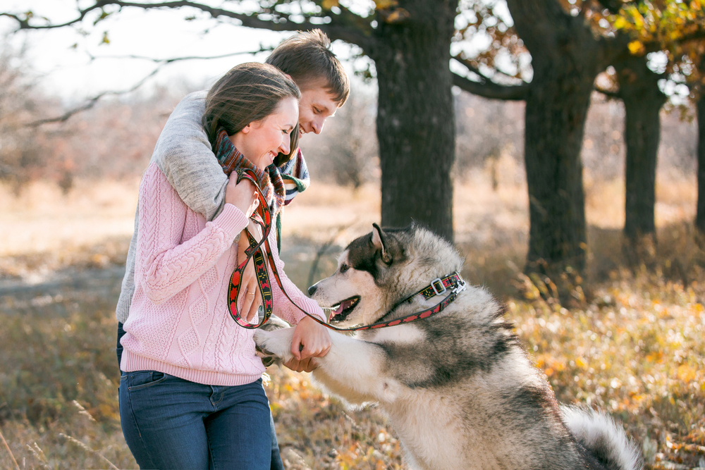 A leashed Alaskan Malamute jumping on a man and a woman.