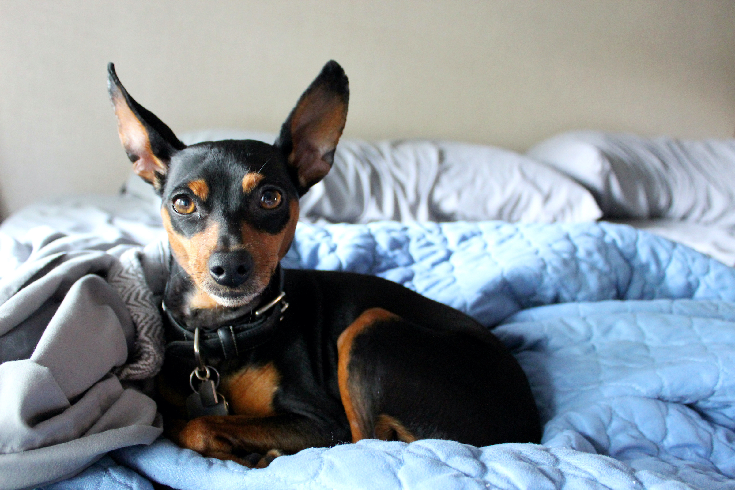 A Miniature Pinscher dog sits on a bed