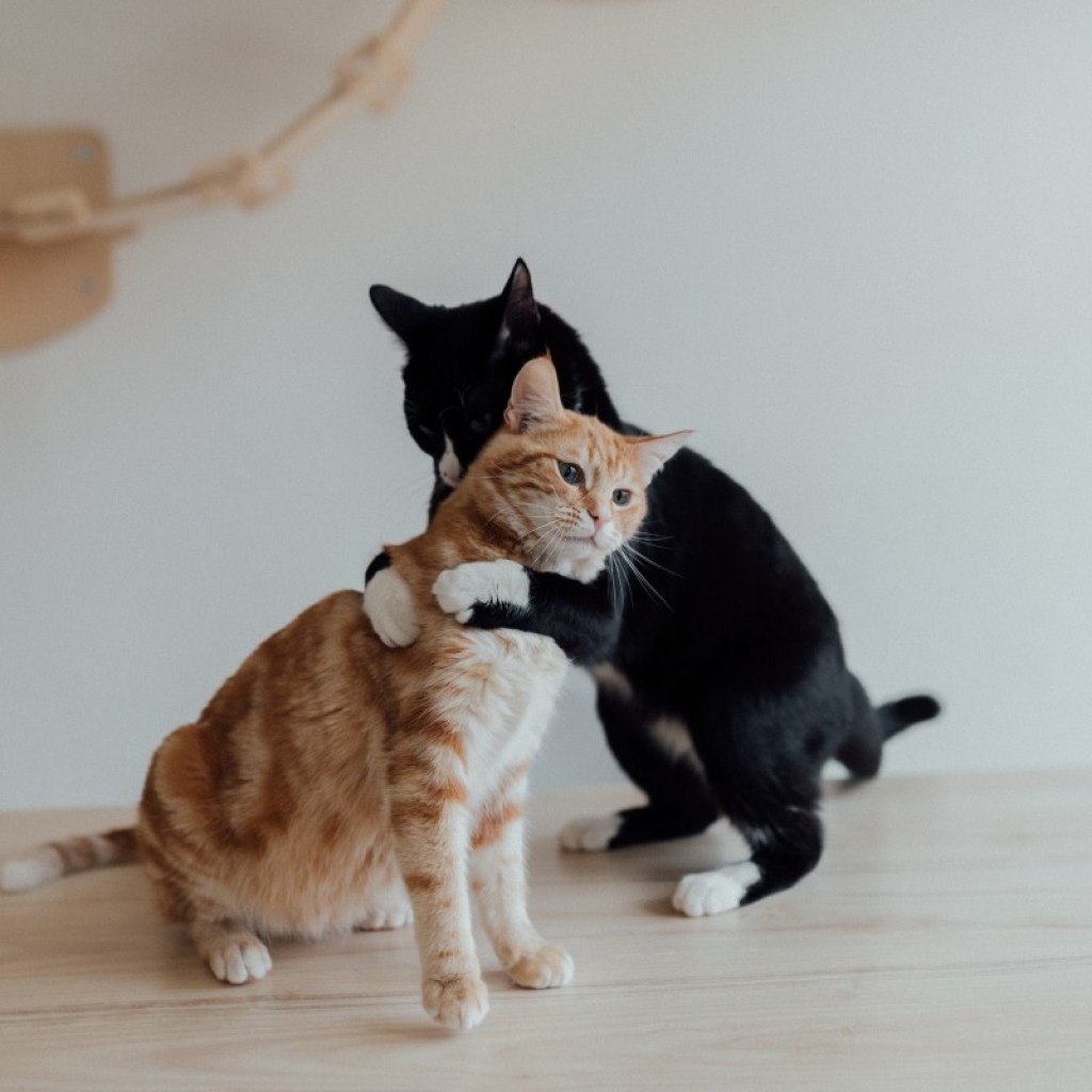 orange cat and black cat hugging