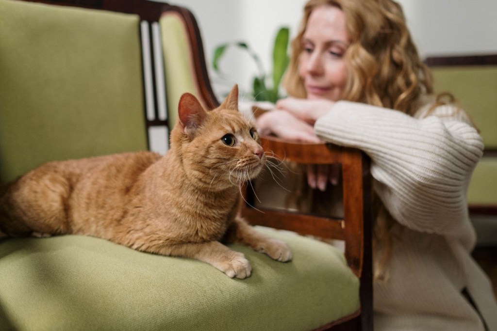Oranžinė tabby, sėdinti ant žalios kėdės. žiūri moteris su baltu megztiniu