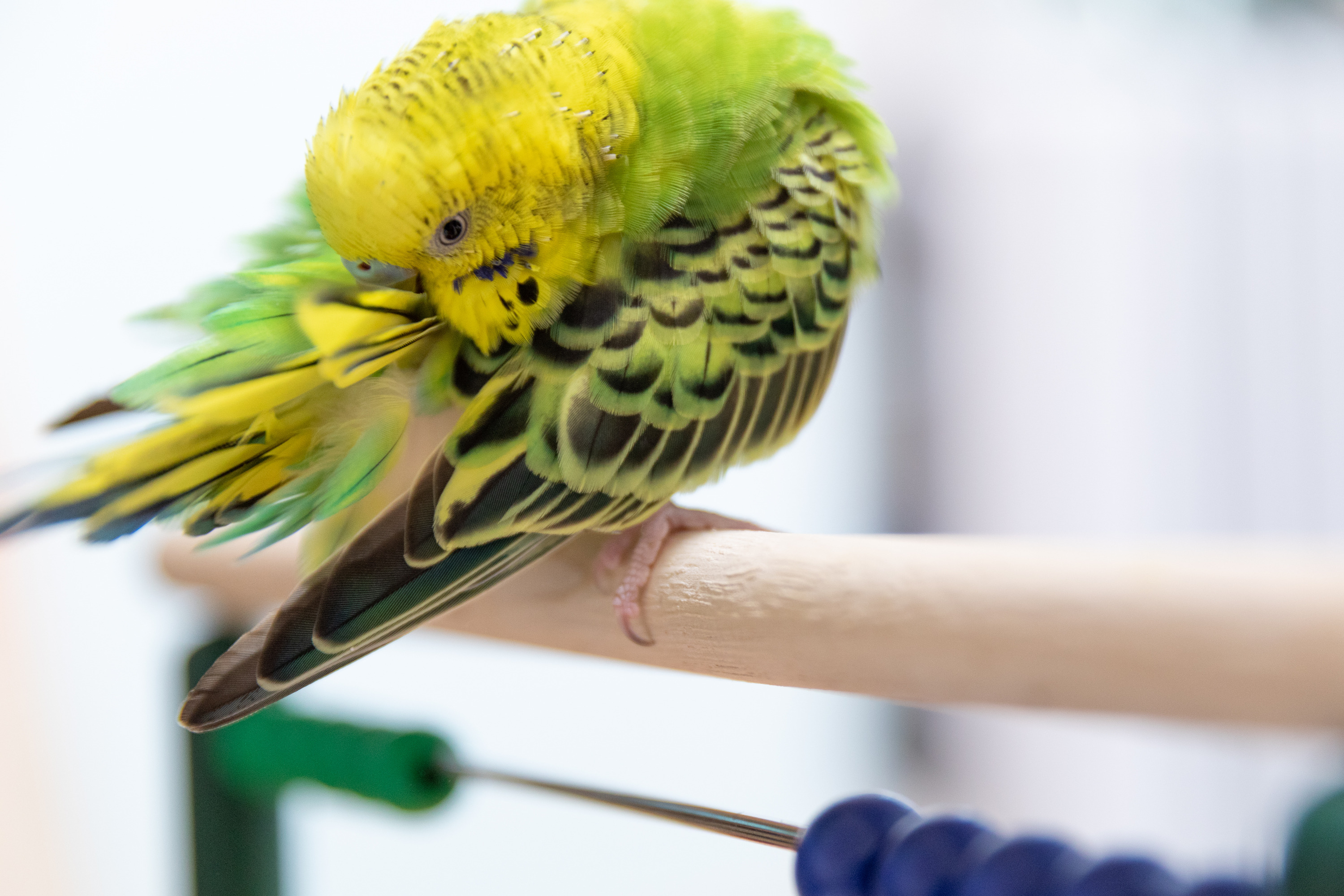 Here's How to Tell Why Your Bird Is Losing Feathers PawTracks