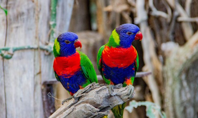 Two parrots tilt their heads to see better