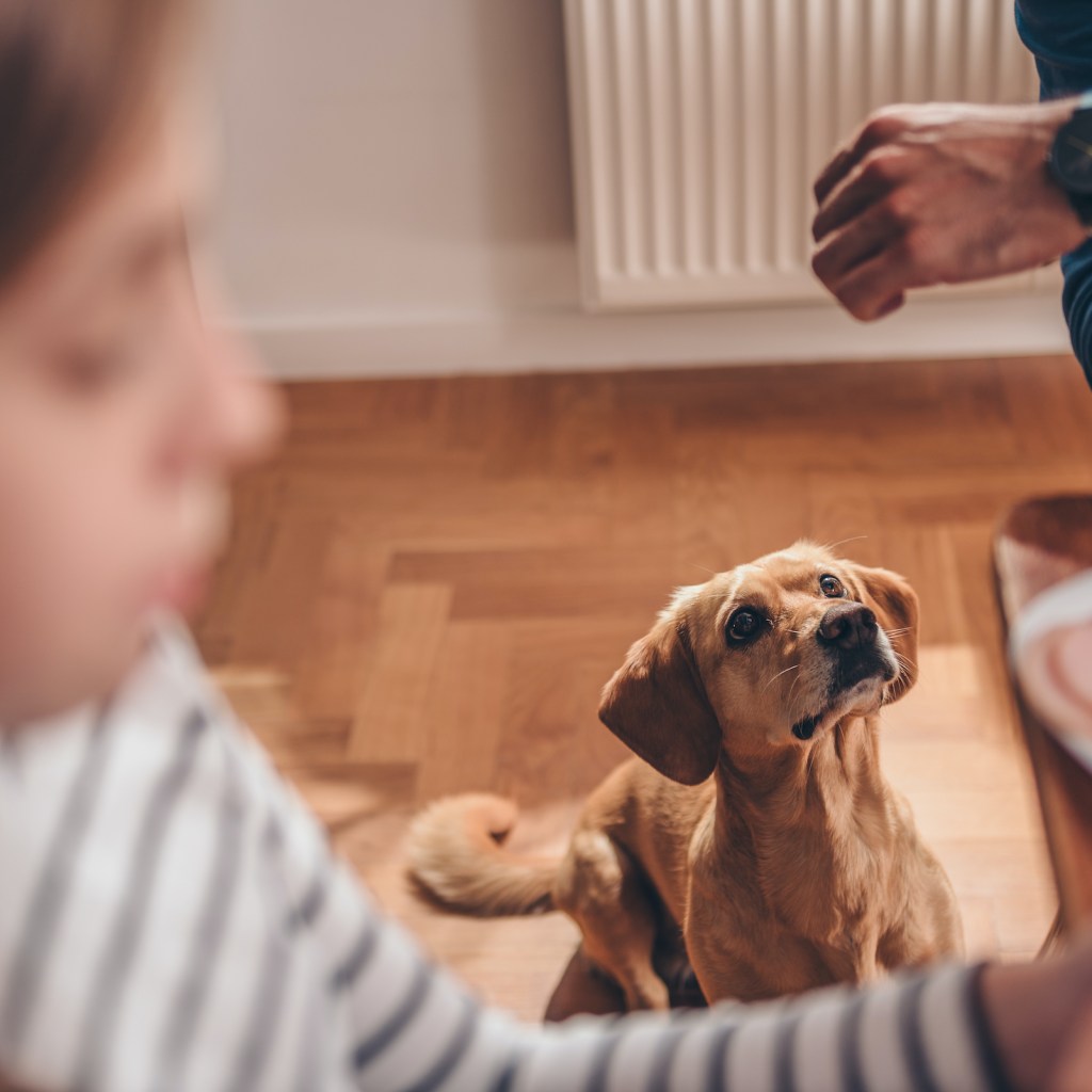 Someone in the background feeds a dog table scraps from the table