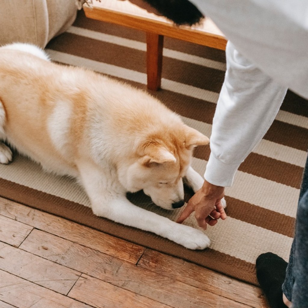 a person training a dog to lie down