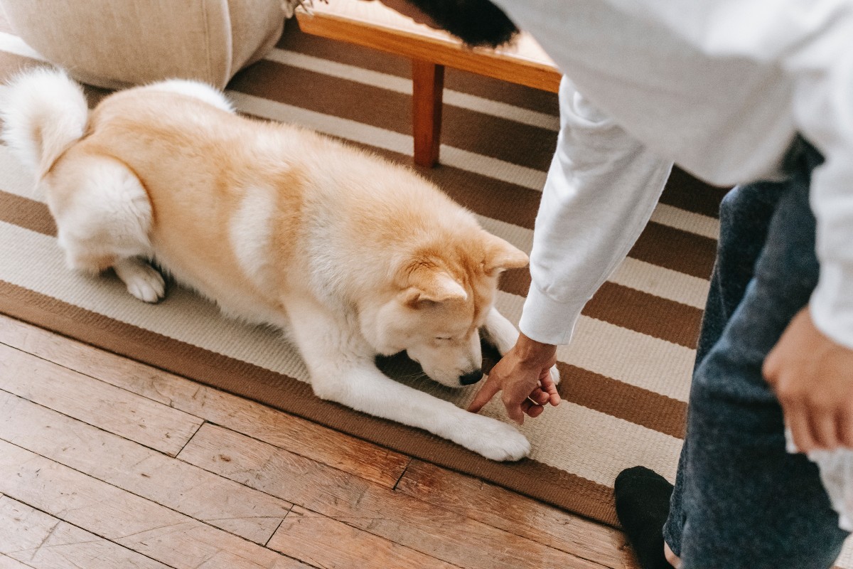 a person training a dog to lie down